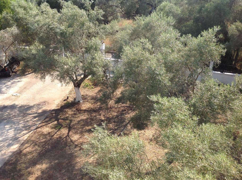 Sapfo Studios Lefkada Town Dış mekan fotoğraf